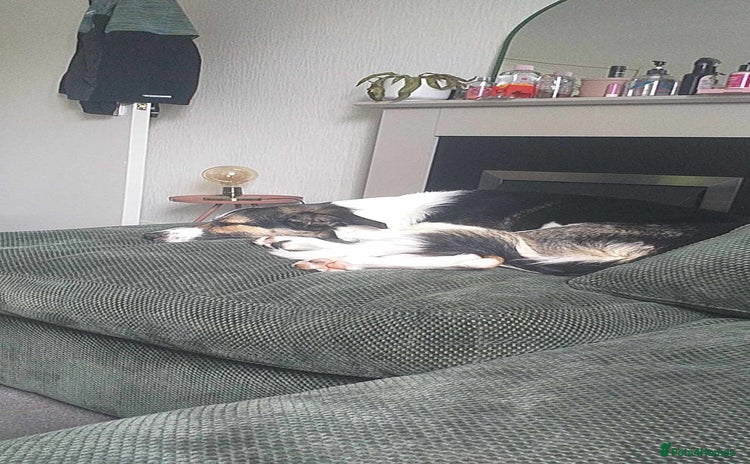 Mixed Breed dogs for sale - Advert 1