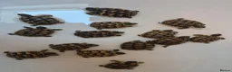 Tortoise reptiles for sale: Baby Tortoises  - Advert 6