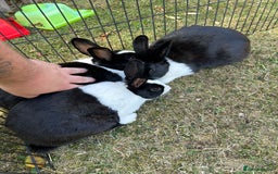 Dutch rabbits for sale: Beautiful Dutch rabbits  - Image 3