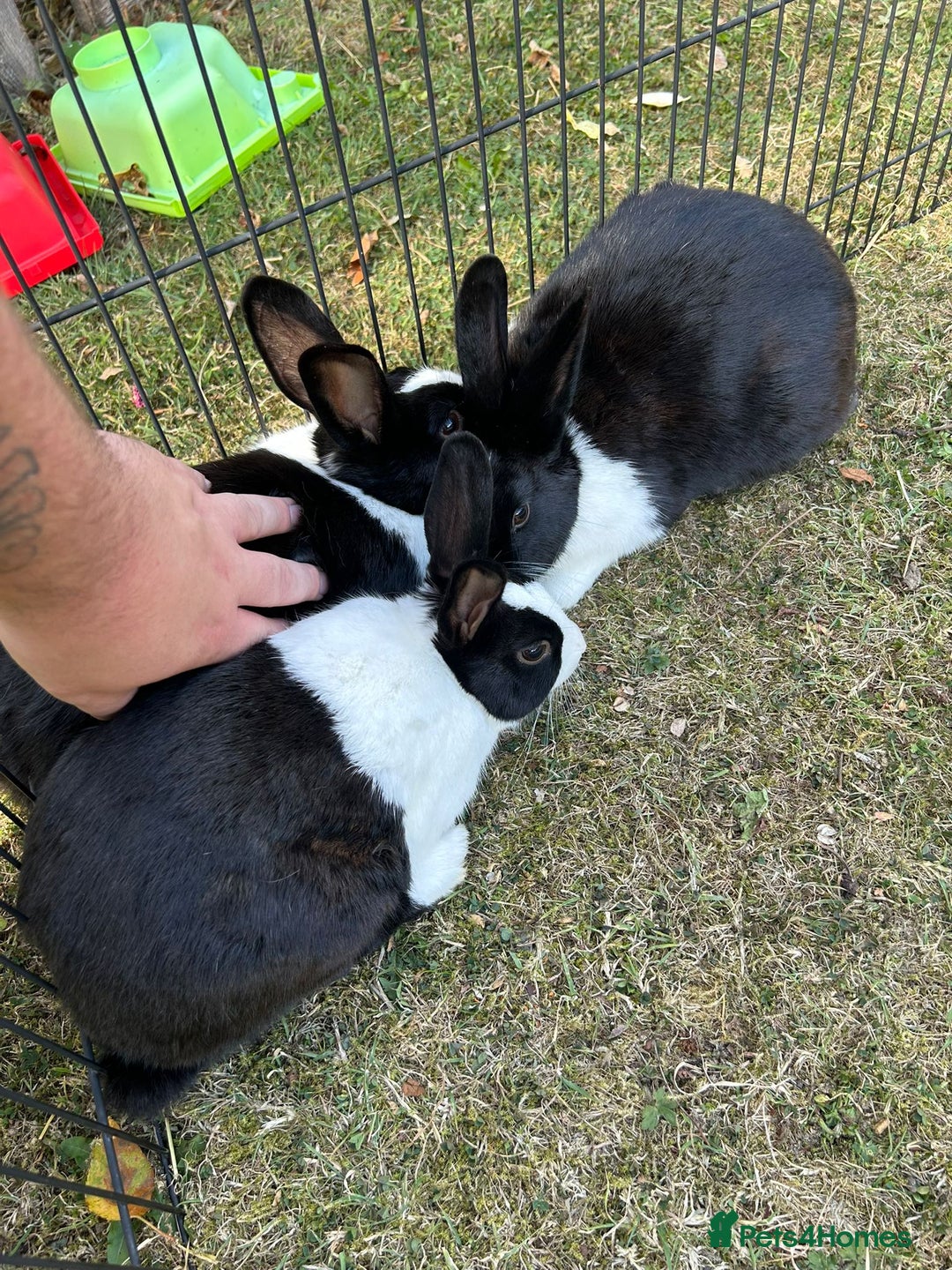 Dutch rabbits for sale: Beautiful Dutch rabbits  - Image 3