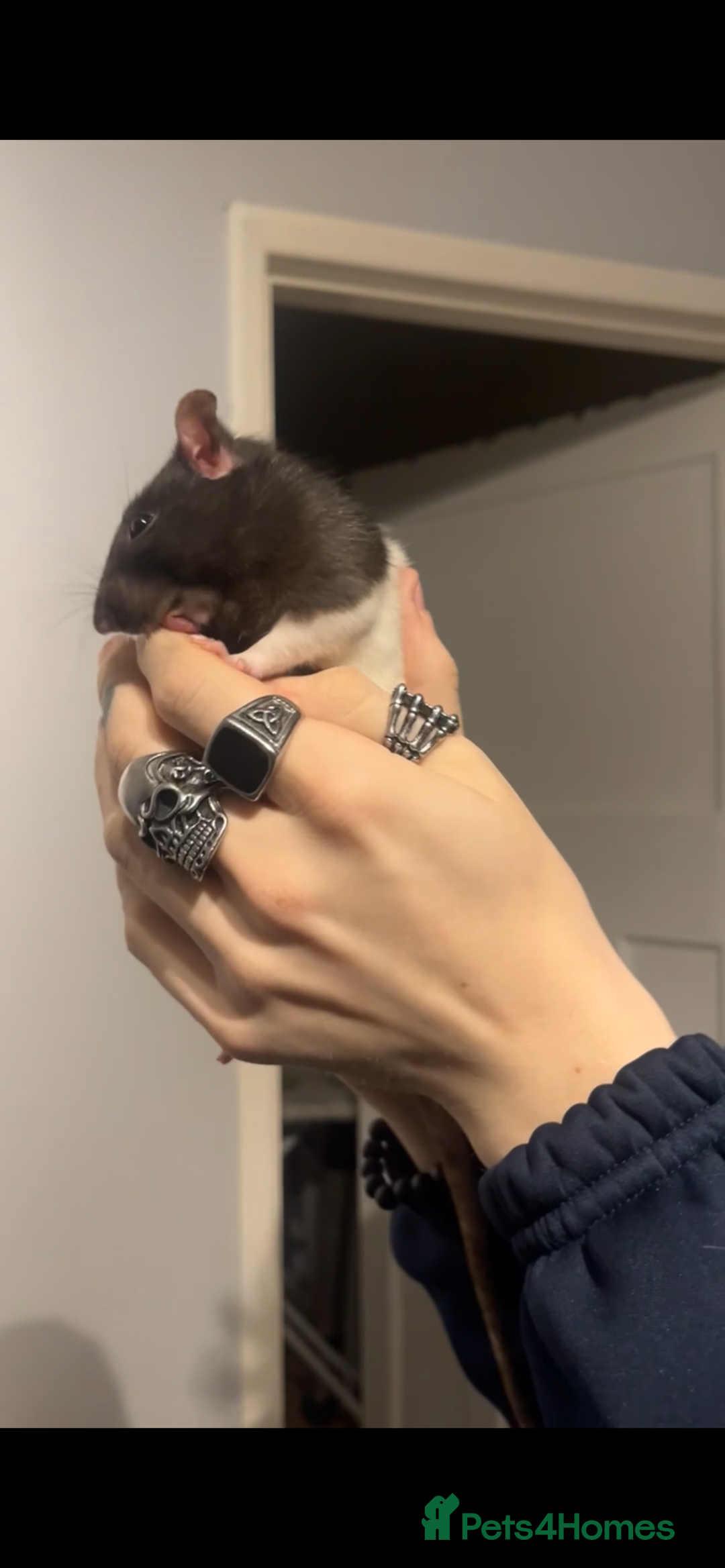 Rat rodents for sale: Zombie - Advert 3