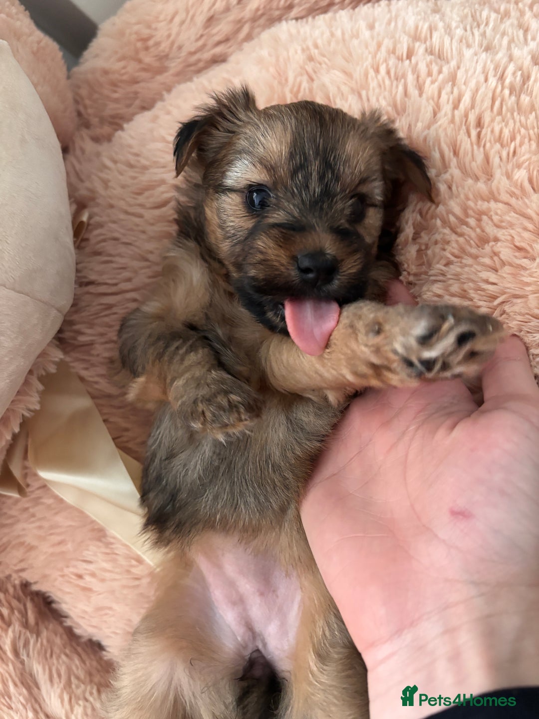 Yorkshire Terrier dogs for sale: Pedigree Yorkshire Terrier - Advert 11
