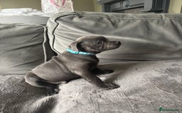 Staffordshire Bull Terrier dogs for sale: 1 male Blue Staff Bull Terrier pup 💙 in Hitchin - Image 21