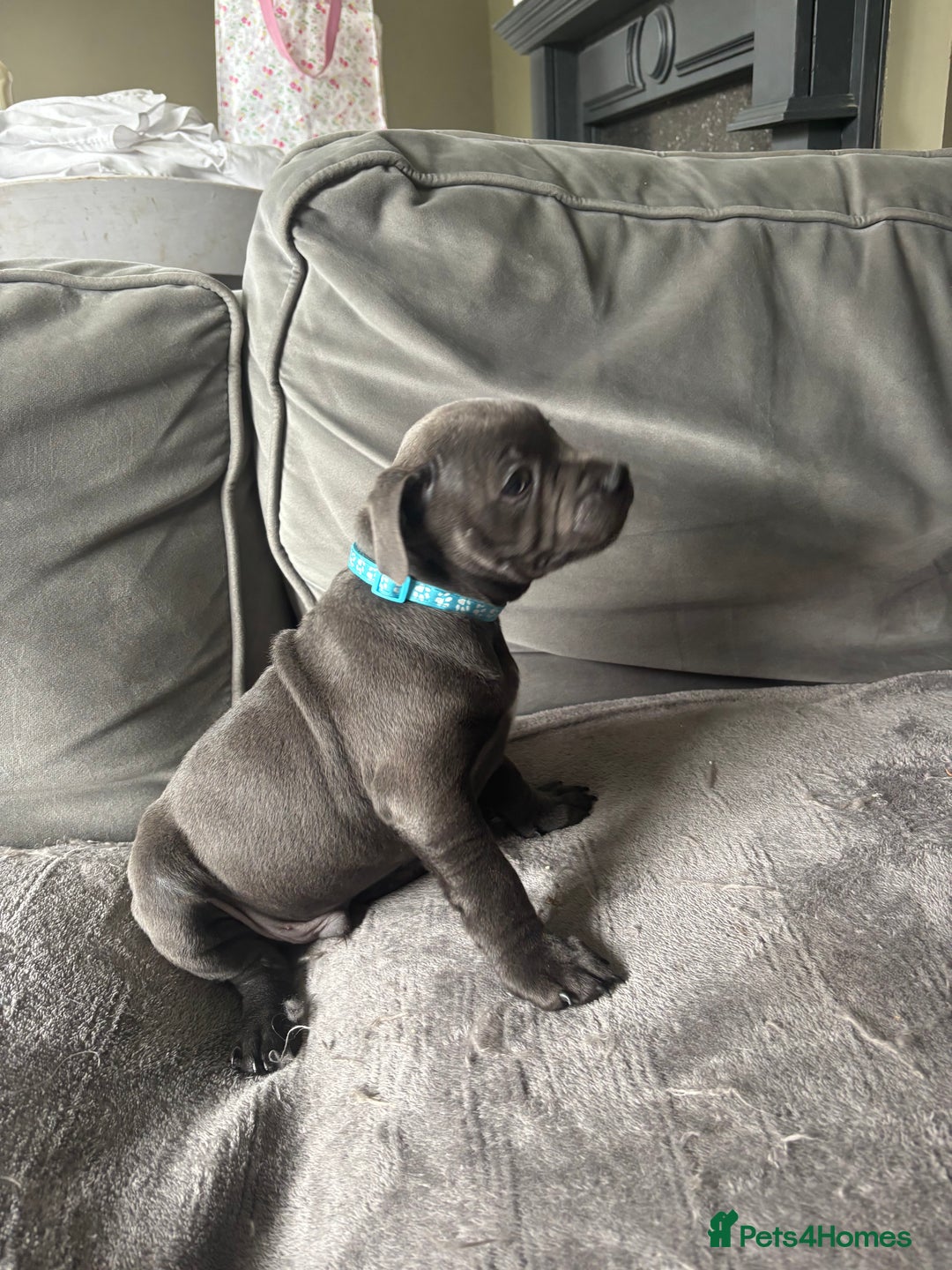 Staffordshire Bull Terrier dogs for sale: 1 male Blue Staff Bull Terrier pup 💙 in Hitchin - Image 21