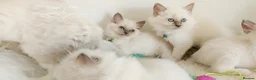 Ragdoll cats for sale: READY😻PURE BEAUTIFUL RAGDOLL 😻😻😻 - Advert 32