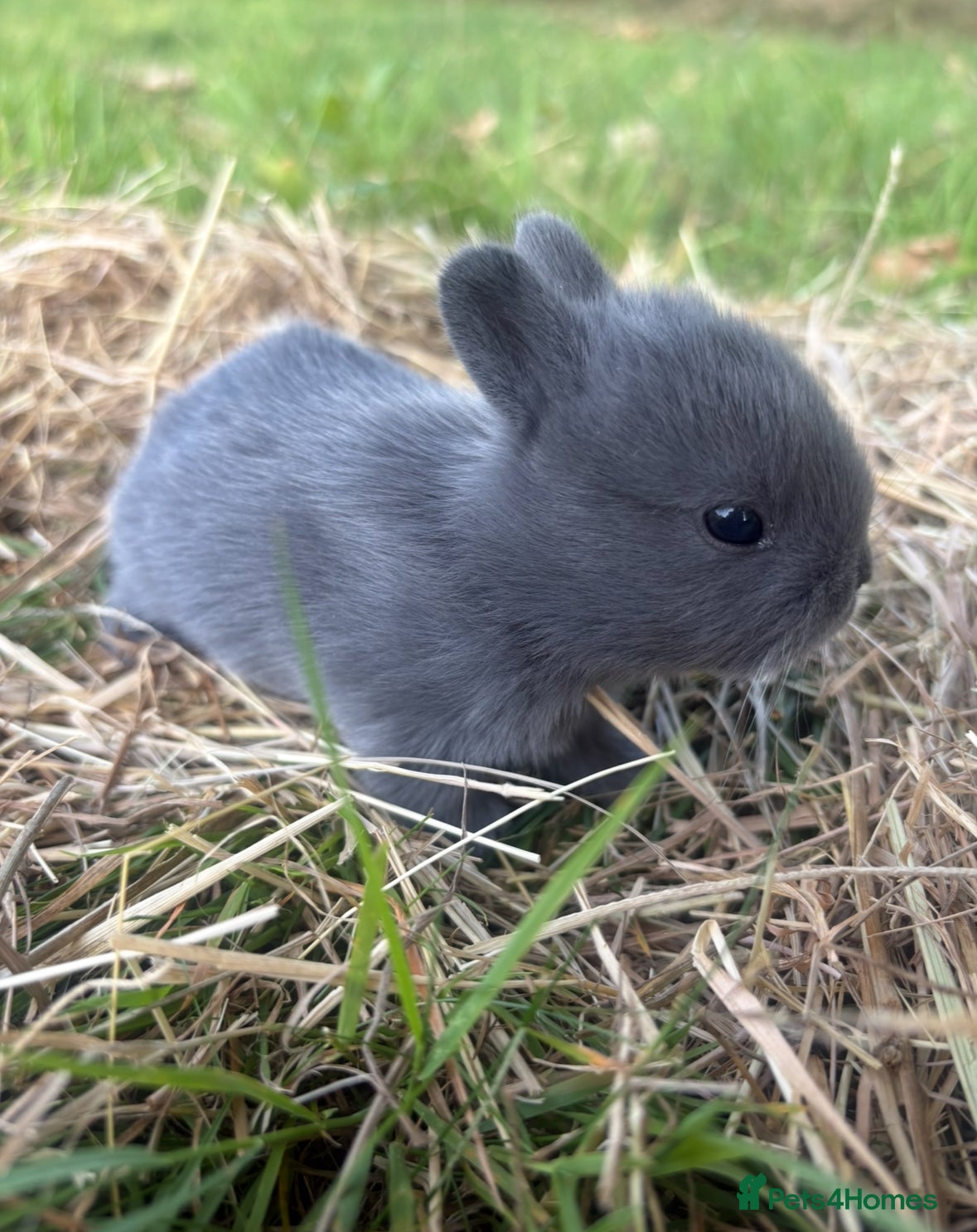 Netherland Dwarf rabbits   Netherland Dwarf bunnies  - Advert 4
