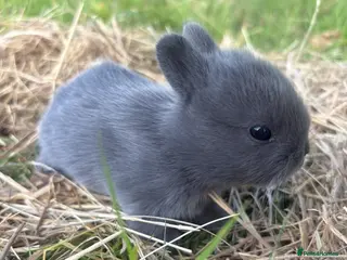 Netherland Dwarf rabbits Netherland Dwarf bunnies - Advert 4