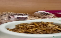 Pygmy Hedgehog rodents for sale: Adorable, Friendly African Pygmy Hedgehog Babies  - Image 4