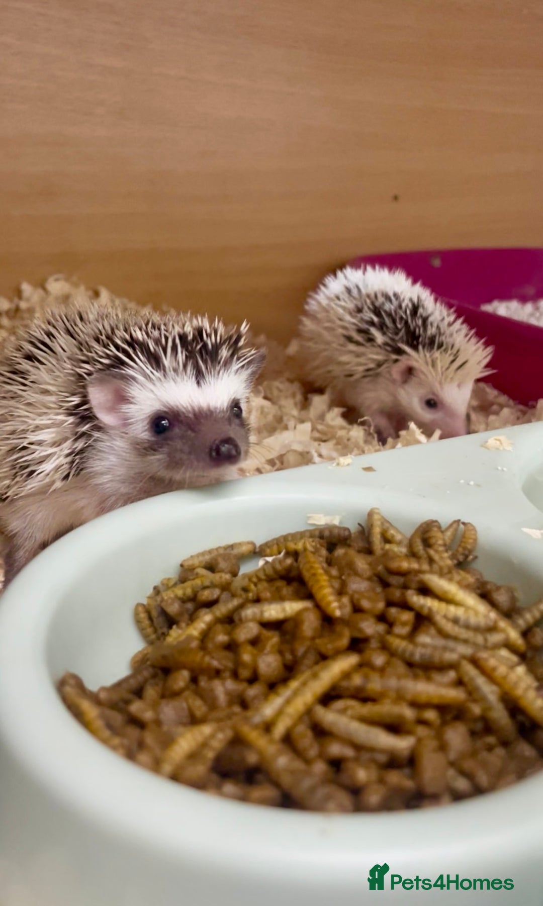 Pygmy Hedgehog rodents for sale: Adorable, Friendly African Pygmy Hedgehog Babies  - Image 4