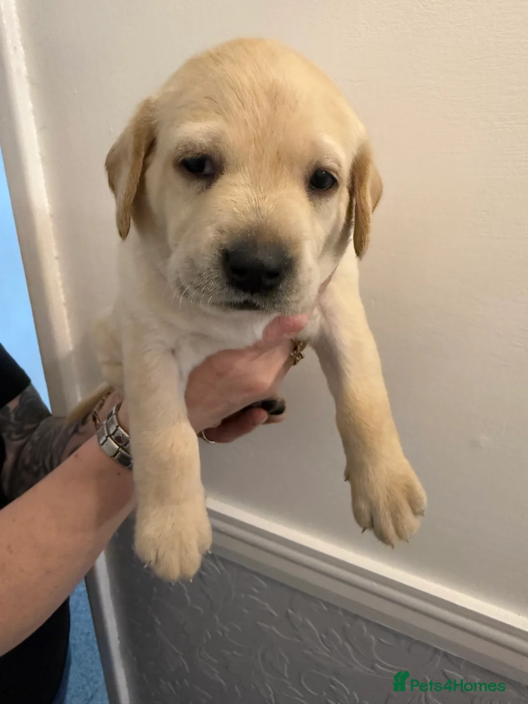 Labrador Retriever dogs for sale: KC Registered Labrador Puppies  - Advert 12