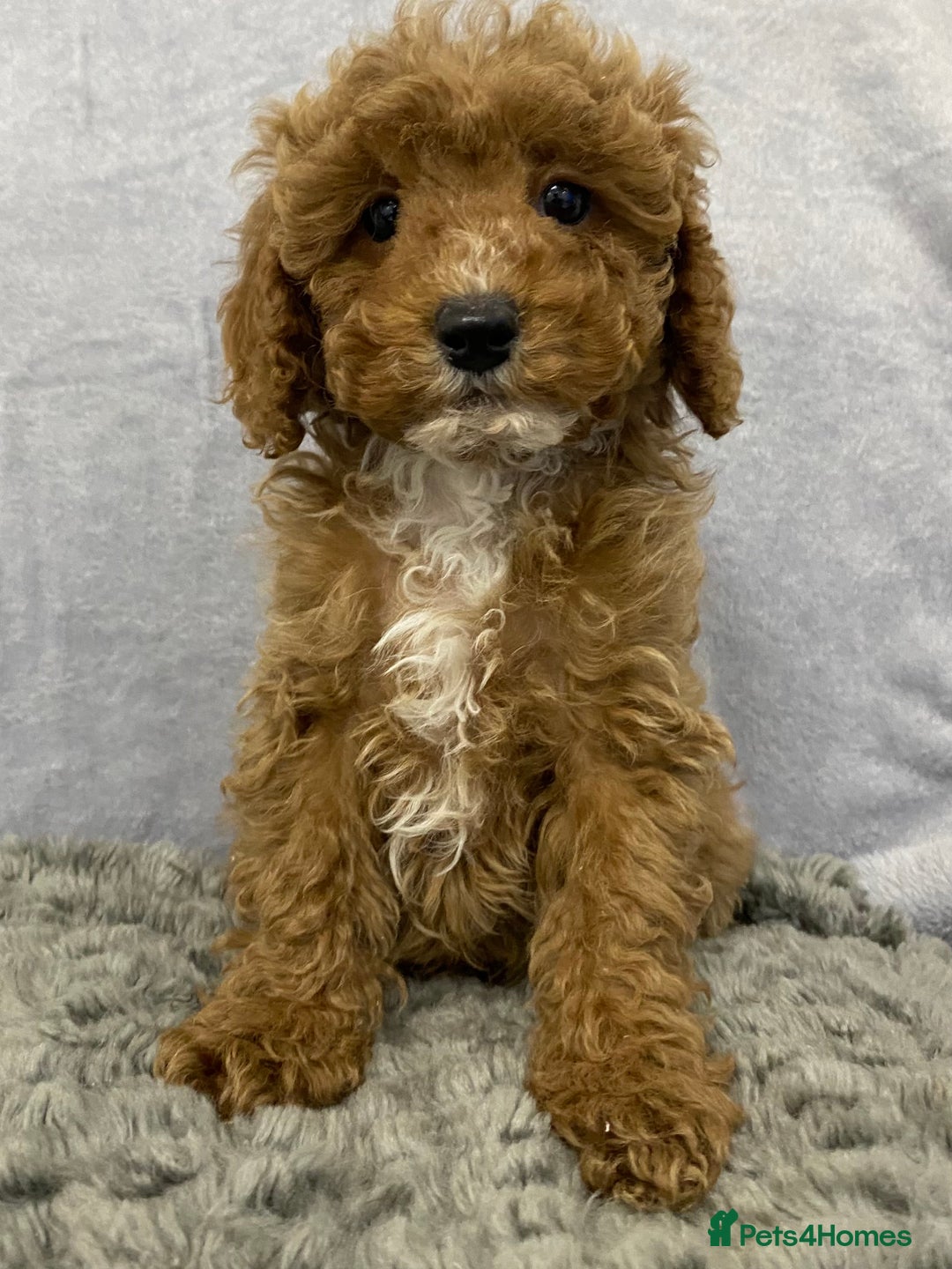Cavapoo dogs for sale: Cute Cavapoo - Advert 4