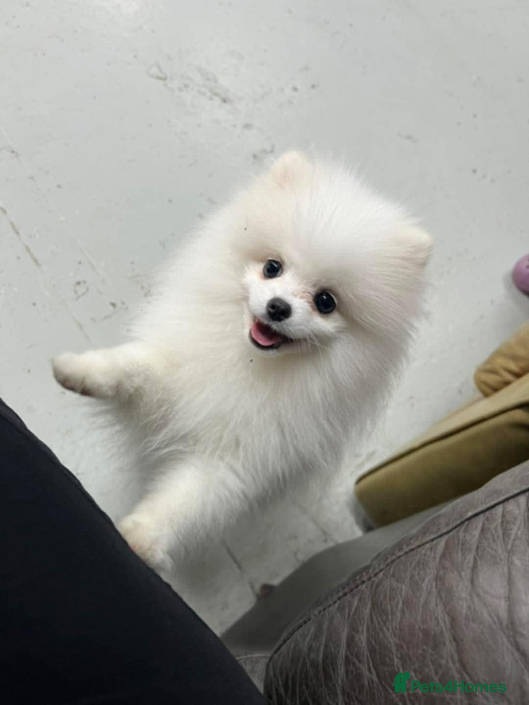 Pomeranian dogs for sale: White miniature Pomeranian puppy - Image 5