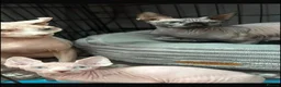 Sphynx cats for sale: * 3 SPHYNX LOOKING FOR A NEW HOME * - Advert 3