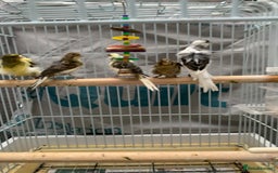 Canaries birds for sale: canarie birds  - Advert 1