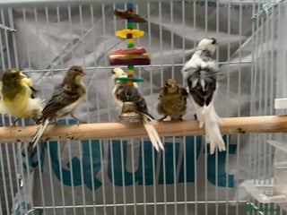 Canaries birds for sale: canarie birds - Advert 1