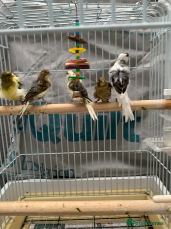 Canaries birds canarie birds - Advert 1