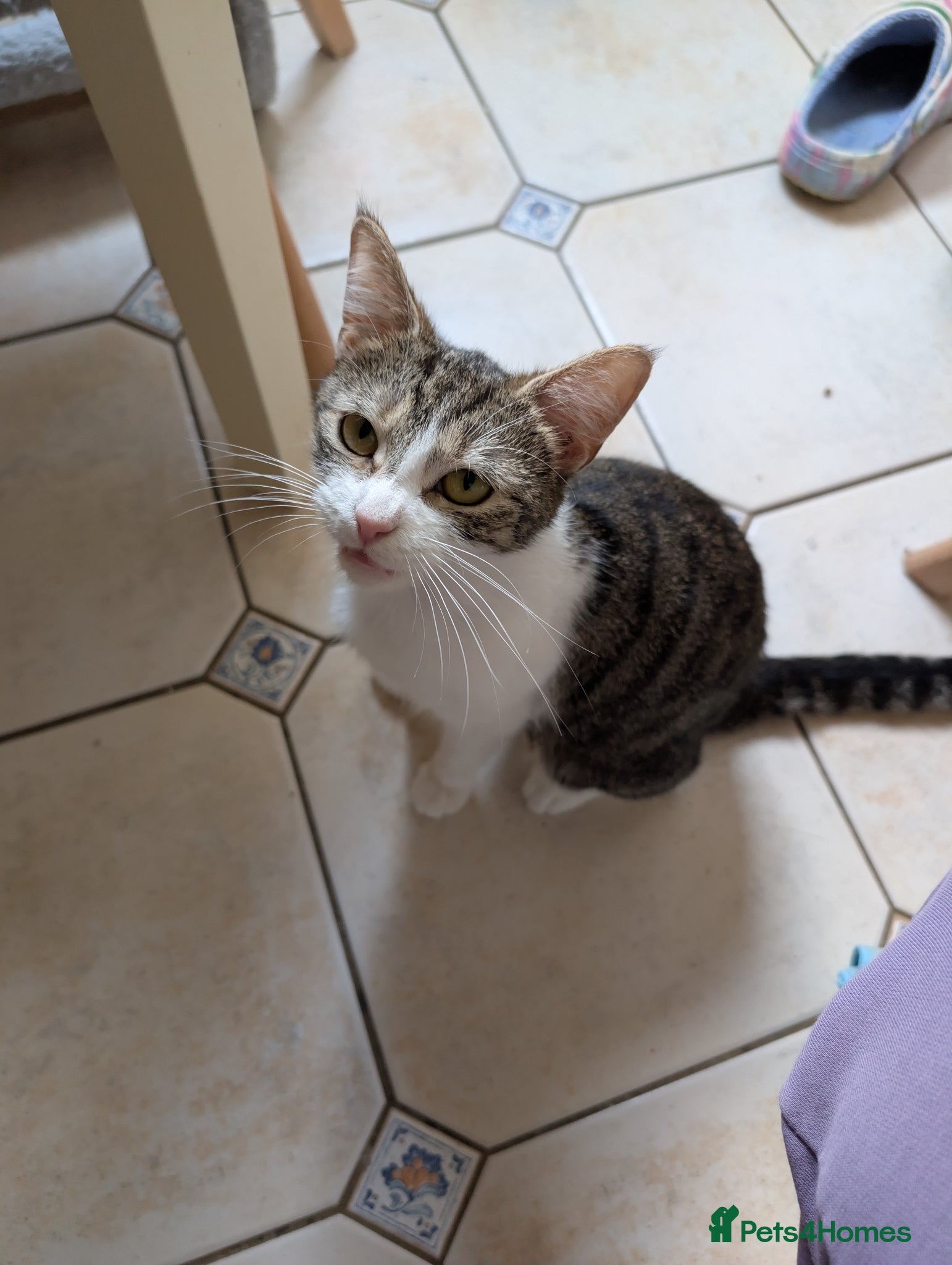 Mixed Breed cats Beautiful kittens - Advert 2