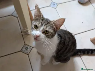 Mixed Breed cats Beautiful kittens - Advert 2