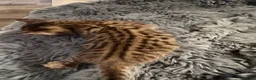 Bengal cats for sale: Silver, Snow Lynx & Brown Rosette Bengals - Advert 40