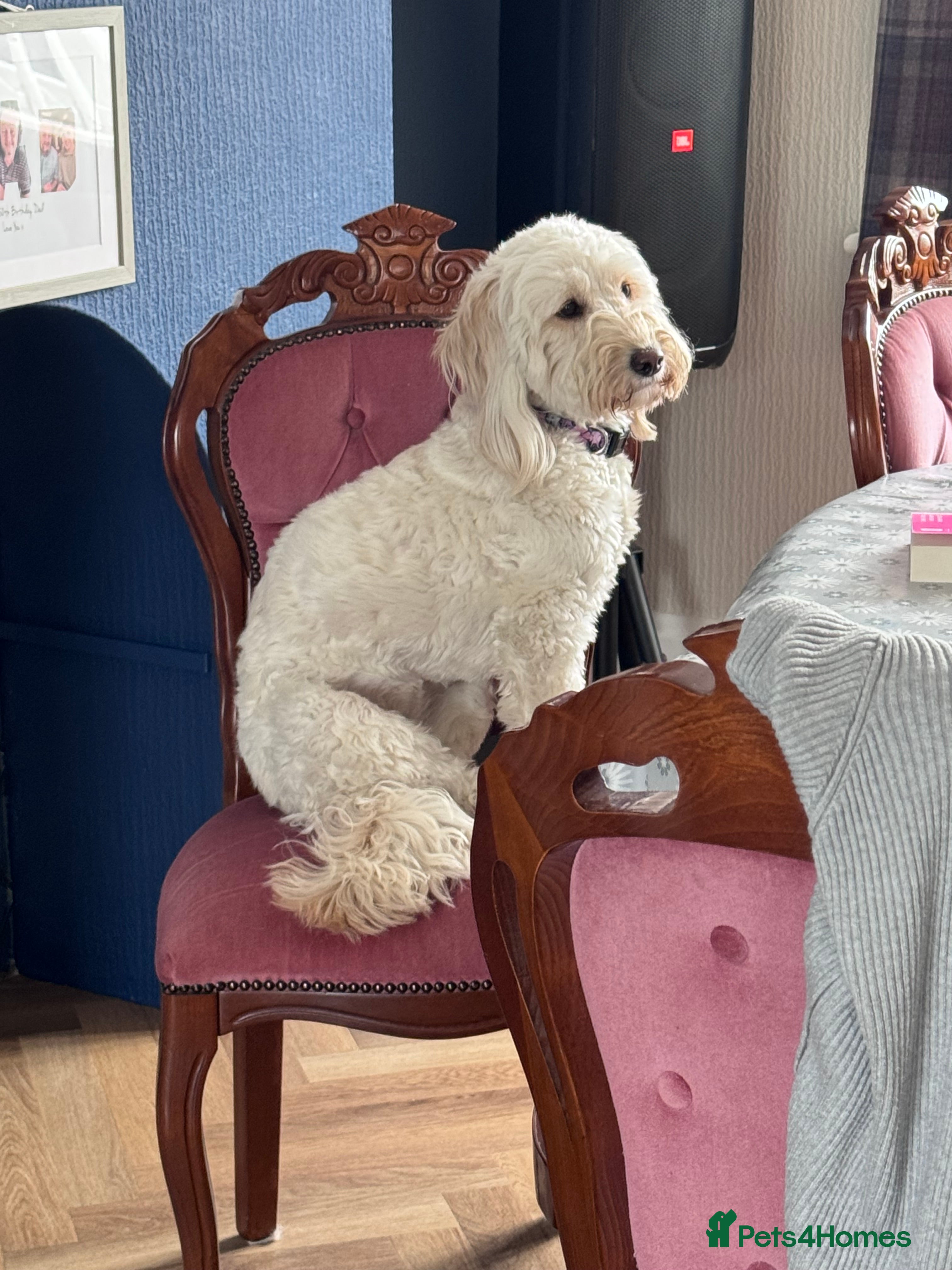 Labradoodle dogs Miniature F1b Labradoodle for rehoming  - Advert 2