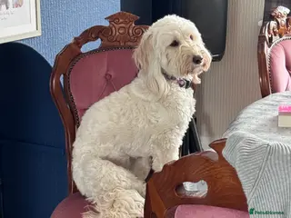 Labradoodle dogs Miniature F1b Labradoodle for rehoming - Advert 2