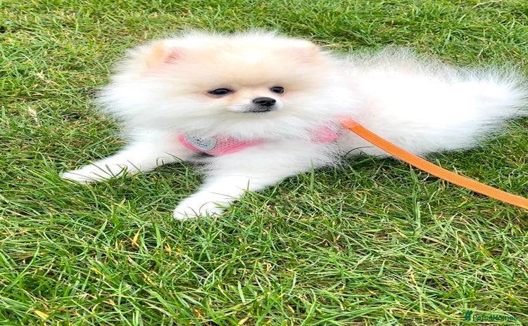 Pomeranian dogs - Advert 7