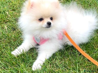Pomeranian dogs - Advert 11