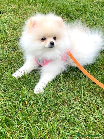 Pomeranian dogs - Advert 4