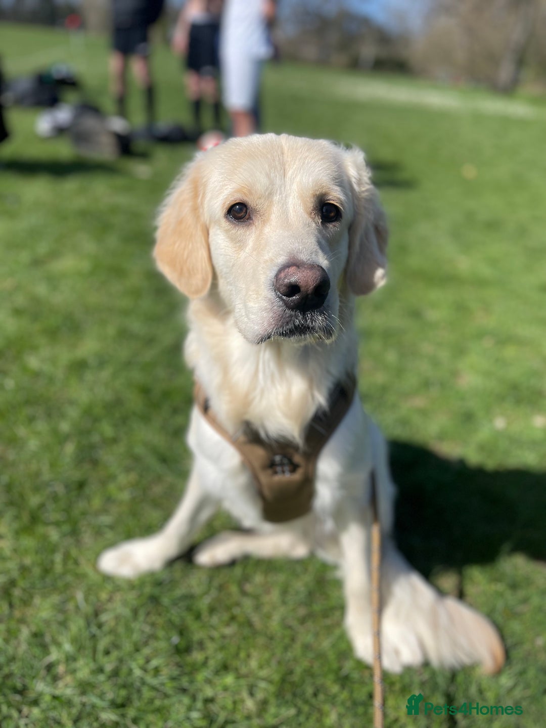 Golden Retriever dogs for sale: Male Golden Retriever. 1 year 10 months  - Image 2