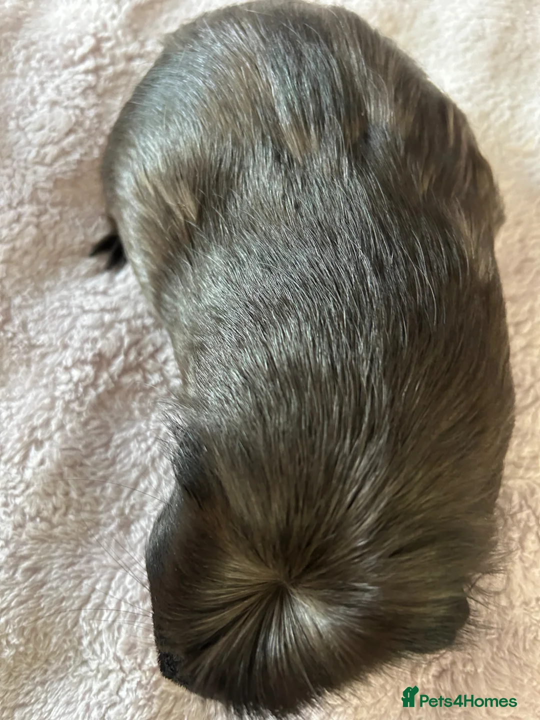 Guinea Pig rodents for sale: Female guinea pig 7 months old  - Advert 2