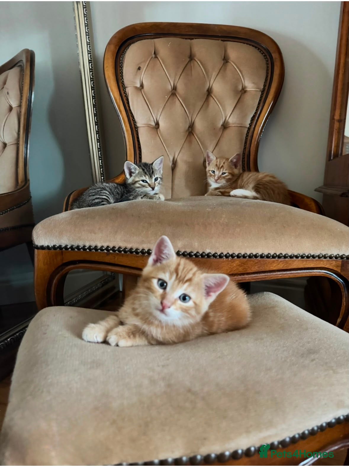 Domestic Shorthair cats for sale: Domestic Shorthair Kittens (3 males, 1 female) - Advert 6