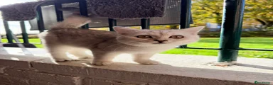 British Shorthair 1