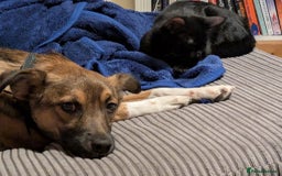 Mixed Breed dogs for adoption: Polo  - Image 11