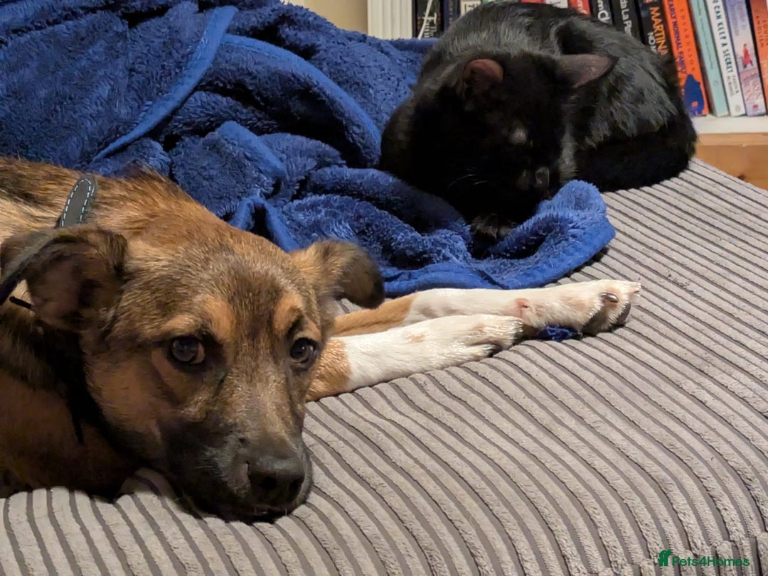 Mixed Breed dogs for adoption: Polo  - Image 11