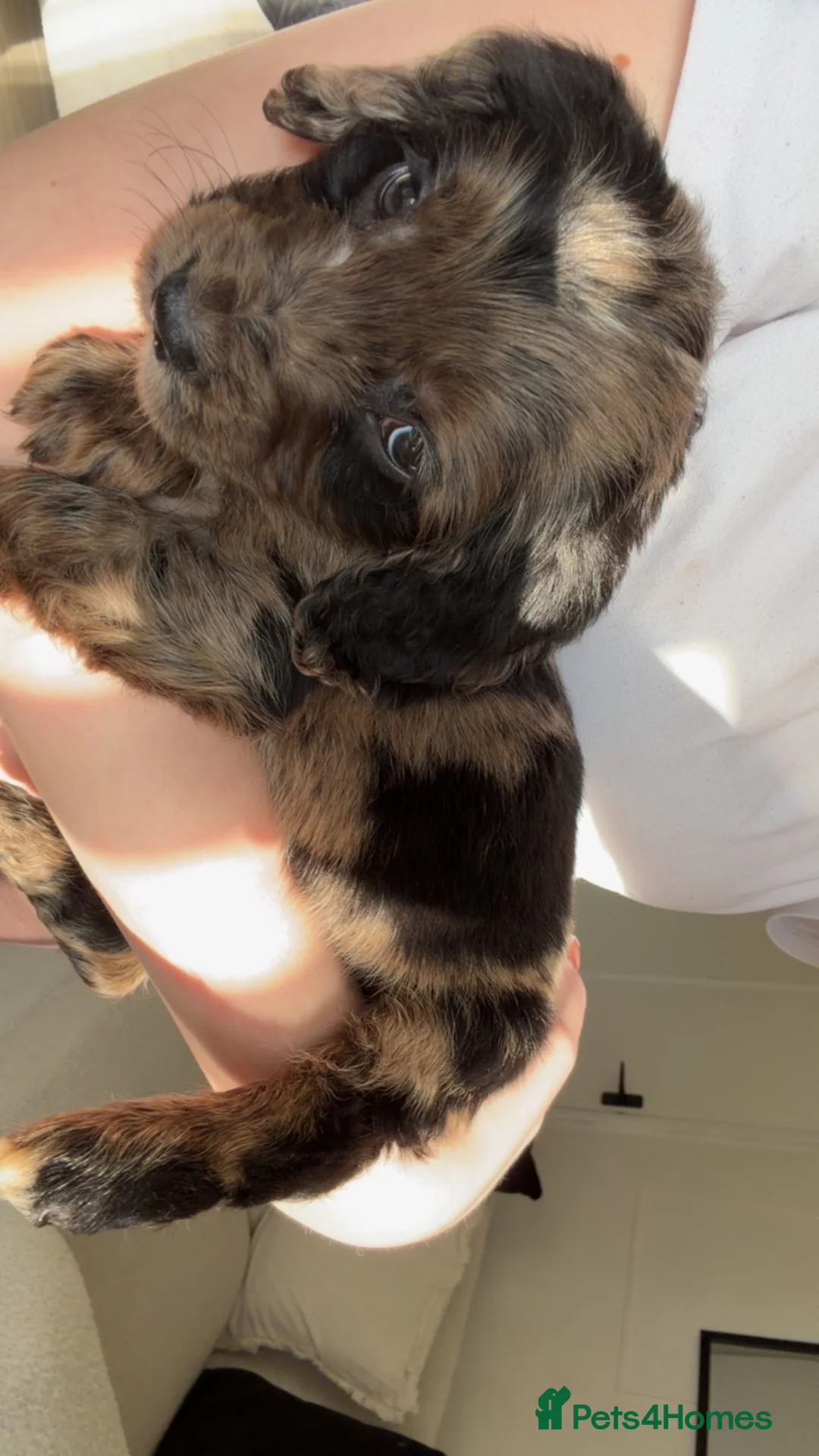Cocker Spaniel dogs for sale: Cocker spaniel - Advert 1