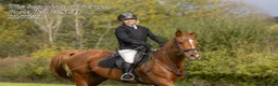 Irish Thoroughbred horses for sale: Rosie 16.2hh 7 yo TB- mare  - Advert 5