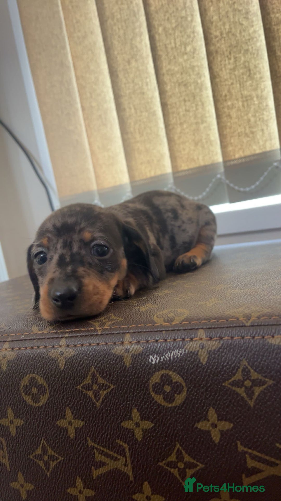 Miniature Dachshund dogs for sale: Miniature dachshund puppies - Advert 12