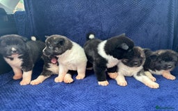 Akita dogs for sale: 5⭐️ Akita pups - Image 14