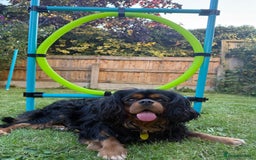 Cavalier King Charles Spaniel dogs for stud: KC-Health tested Cavalier King Charles Stud in Doncaster - Image 10