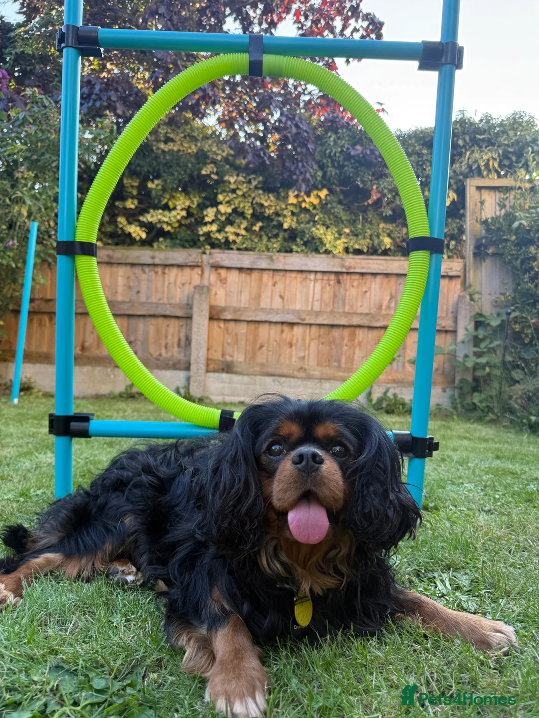 Cavalier King Charles Spaniel dogs for stud: KC-Health tested Cavalier King Charles Stud in Doncaster - Advert 10