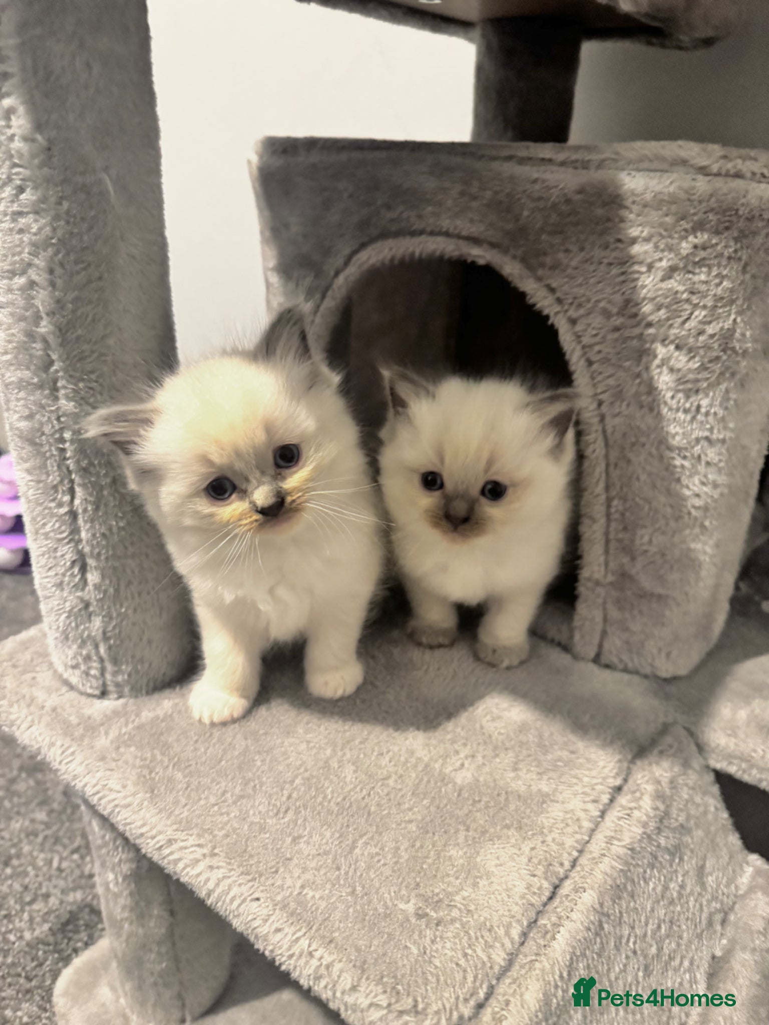 Ragdoll cats Beautiful Purebreed Ragdoll Kittens - Advert 1