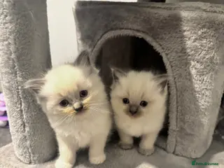 Ragdoll cats Beautiful Purebreed Ragdoll Kittens - Advert 6
