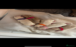 French Bulldog dogs for sale: French bulldog puppies  - Image 4