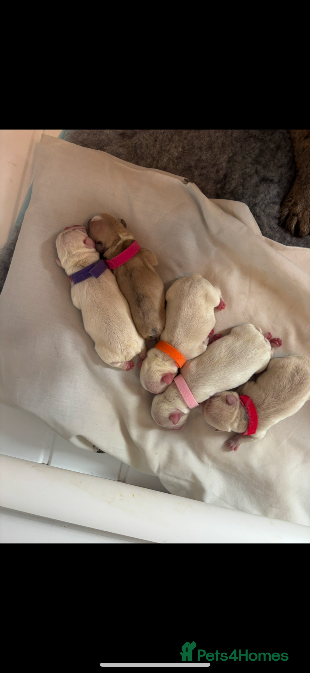 French Bulldog dogs for sale: French bulldog puppies  - Image 4