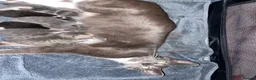 Mixed Breed cats for sale: Beautiful kittens - Advert 18
