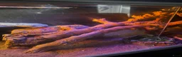 Bearded Dragon reptiles for sale: Bearded dragon + full vivarium setup + storage in Worthing - Advert 6
