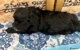 Maltipoo dogs for sale: Beautiful cheeky maltipoo, ball of fluff - Image 7