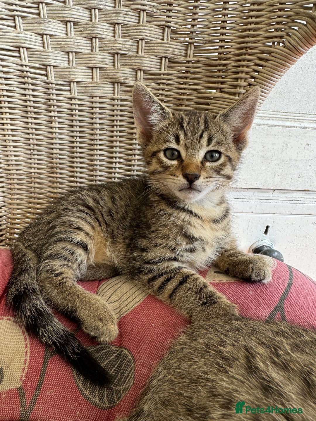 Savannah cats for sale: Savannah x Dorset Lad  - Image 8