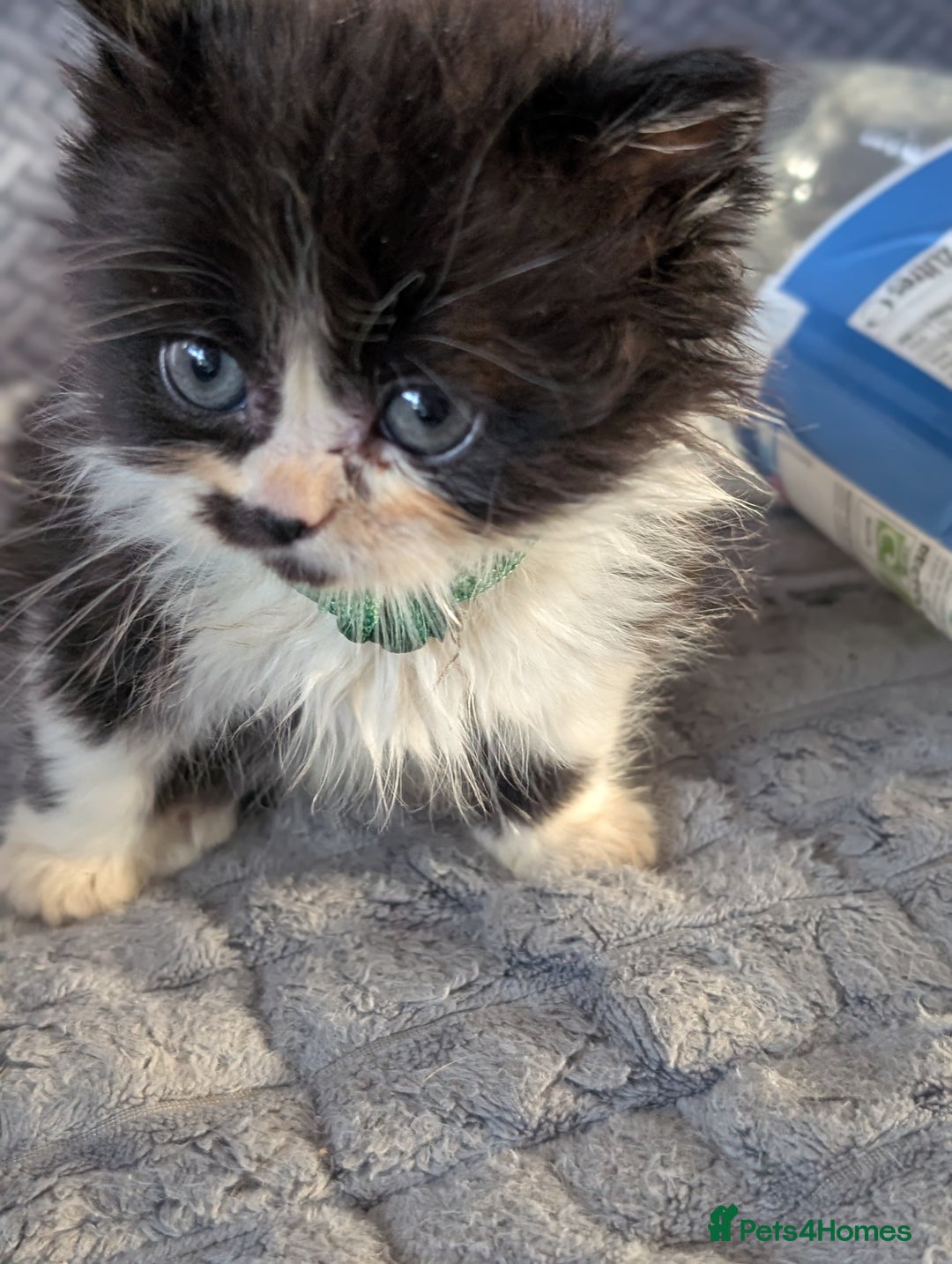 Persian cats for sale: Persian cross - Image 7