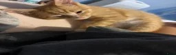 Domestic Shorthair cats for sale: 3 Domestic shorthair kittens  - Advert 8